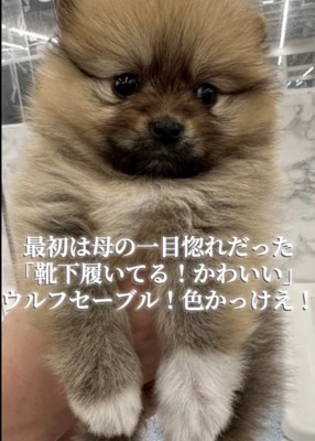 片手で持ち上げられるポメラニアンの子犬