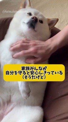 家族に腹を撫でられる犬