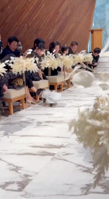 来賓に近寄っていく小柄な犬