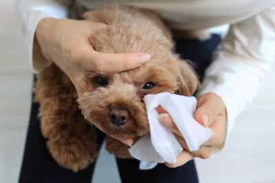 目ヤニを拭いてもらっている犬