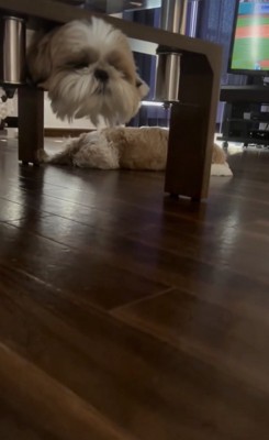 パーフェクトイリュージョン