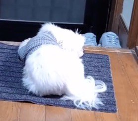 玄関マットの上で眠る犬