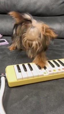 鍵盤を叩く足を一瞬止める犬