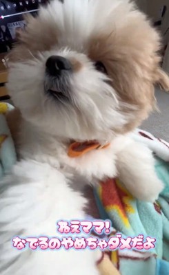 撫でてと催促する琥珀くん