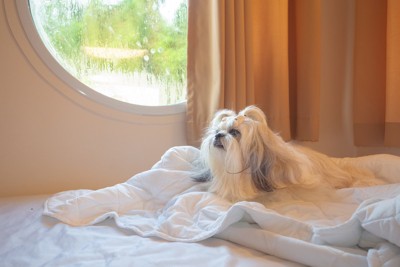 伏せているシーズー