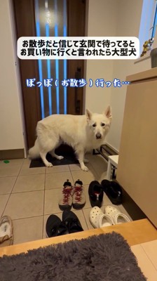 悲しそうに飼い主を見つめる犬