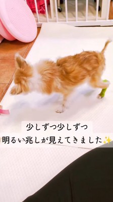 後ろ足を踏ん張って立ち上がる犬
