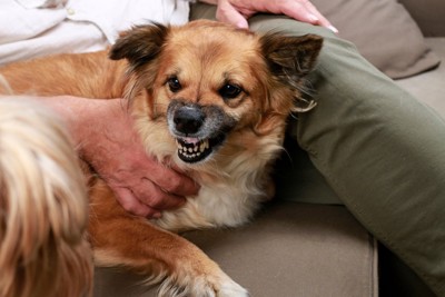 威嚇する犬