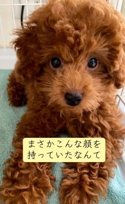 子犬のえるもくん4