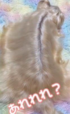 毛ヅヤの良い茶々ちゃん