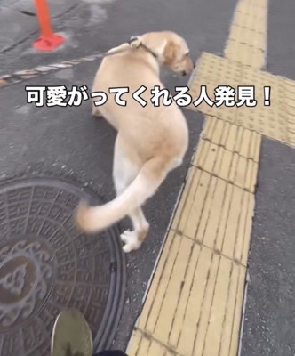 後ろを振り向く犬