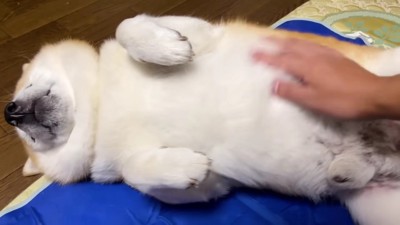 心地よさそうな表情