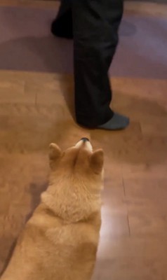 どこまでも着いてゆく