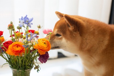 花を嗅ぐ柴犬