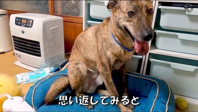 舌を出してカメラを見つめる犬