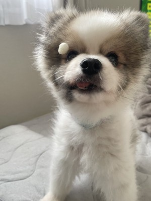ポメラニアン
