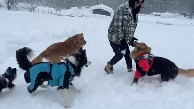 よもぎちゃん＆だいず君の雪への反応9