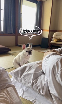 しょんぼりする小型犬