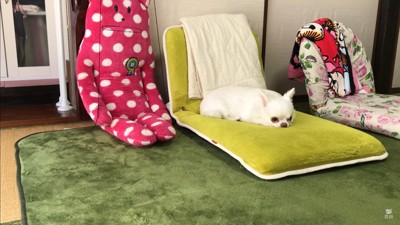 ドッキリに対するコハクくんの反応2