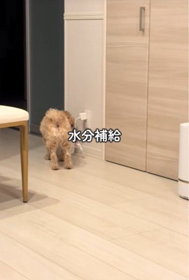 たわし君のナイトルーティン9