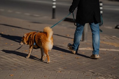 お散歩する柴犬