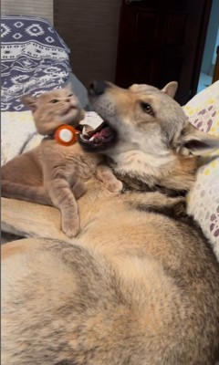 ワゾウスキくん&マイキーくん4