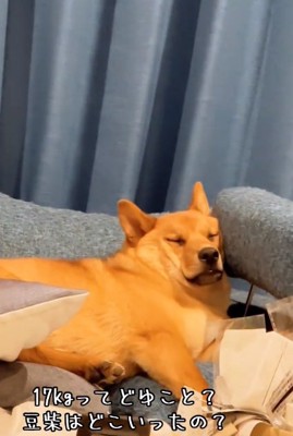 貫禄がある小鉄くん