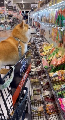 カートに乗っておやつを見つめる犬