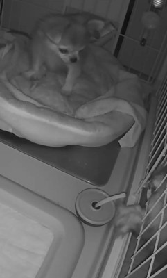 プイちゃんの身に起きた怪奇現象6