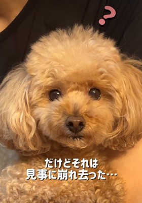 可愛すぎたももちゃん