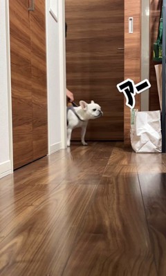 散歩に連れて行きたいお父さんVSマルちゃん⑩