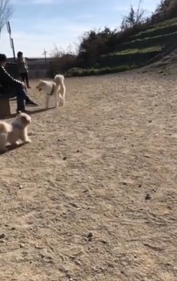 「パパ！…じゃなかった」