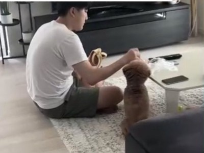 テーブルにバナナを置く人
