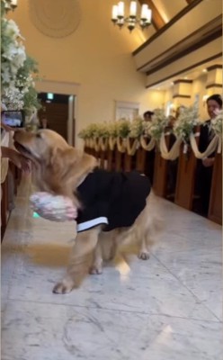 リングドッグに挑戦するジャックくん4