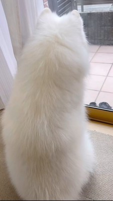 窓辺に座るサモエド