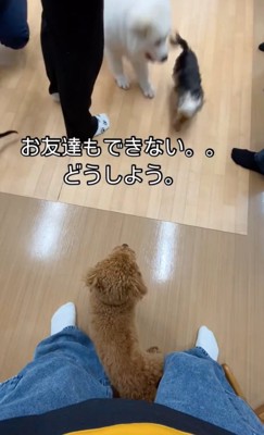 遠くから眺める犬