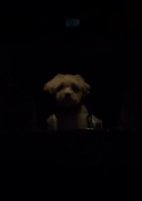 車の中で前を見る犬