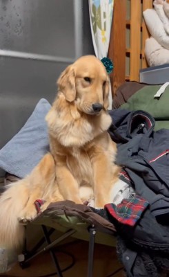 睡魔と戦うウルちゃん⑩