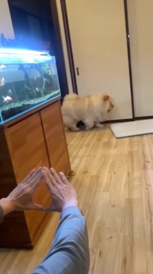 部屋の中へ歩いてくる犬