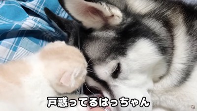 積極的な子猫に戸惑い…