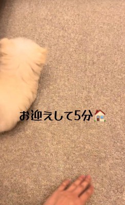 カーペットの上の犬と人の手