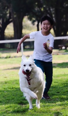 走る大型犬と子供