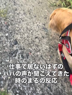 散歩中の道を歩く犬の後ろ姿