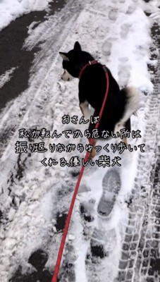 雪道を歩く犬