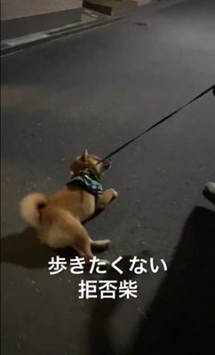 カンくんのお散歩拒否2