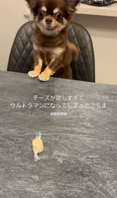 チーズを取りたいココちゃん8