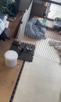 イタズラを誤魔化す小春ちゃん&つむぎちゃん