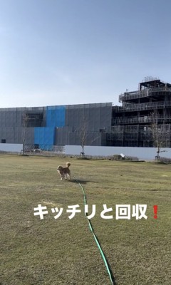 凧を咥えてます