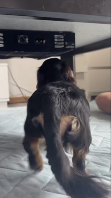 左後ろ足をあげて歩く犬