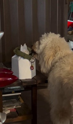 ルークくんをお散歩に誘った時の行動2